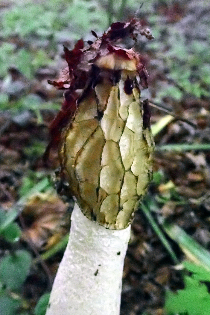 Photo by Penny Cullington Phallus impudicus by Penny Cullington